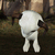:iconmcalistorm: