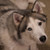 :iconmcklingseisen: