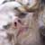 :iconmclina: