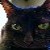 :iconmcrcat: