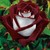 :iconmcrfangirl4eva: