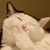 :iconmcshmiggles: