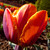 :iconmd-iconictulip: