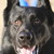 :iconmdewolf: