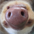 :iconmeadowmarx: