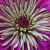 :iconmeadowscarlette: