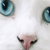 :iconmeaganboomc:
