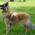 :iconmeanhound: