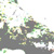 :iconmeano-beef: