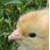 :iconmechanicalfreak: