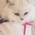 :iconmechanicalkingdom: