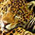 :iconmeduza12: