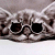 :iconmeekdragon: