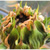 :iconmeenfreem: