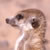 :iconmeerkat-fan-club: