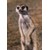 :iconmeerkat-manor: