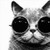 :iconmeerkater: