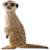:iconMeerkatgirl: