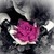 :iconmeg-chaan:
