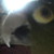 :iconmegachicken123: