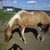 :iconmegahorsefreak: