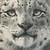 :iconmeganmew: