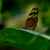 :iconmegansportraits: