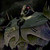 :iconmegatrontfp: