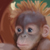 :iconmegjen: