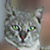 :iconmegolthecat: