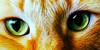 :iconmegsthecatfans: