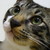:iconmeicat:
