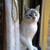 :iconmeiryallyn: