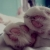 :iconmeismember: