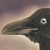 :iconmeitaka: