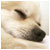 :iconMek79: