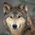 :iconmel0dywolf: