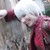 :iconmelanegriffant: