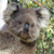 :iconmelankolikoala: