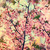 :iconmelany-cano: