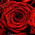 :iconmelatirose:
