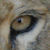 :iconmelbany: