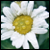 :iconmelcavea: