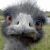 :iconmelcox: