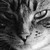 :iconmelelaine: