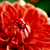 :iconmelidere: