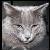 Melifacent :iconmelifacent: