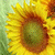:iconmelissa1981: