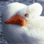 :iconmelko: