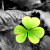 :iconmella-m91: